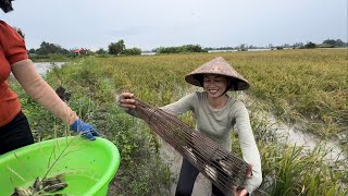 1391 / Đặt sà di cá rô về đãi khách