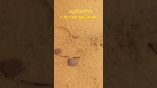 பழங்கால பானை ஓடுகள்? குதிரை மொழி கிராமம் #shortvideo