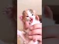 cute little kitten | baby cat | meow meow #cat #babycat #kitten