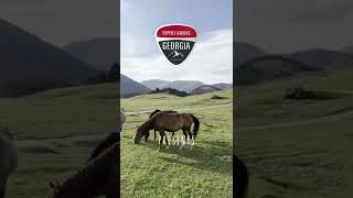 Horseback Riding Tour In Tusheti National Park, Georgia