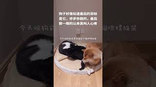 狗子：我就知道最后目标就是我 柴犬 猫狗双全 不养狗不知道养狗的乐趣 猫狗双全的人生巅峰 狗狗的心思都写在脸上了