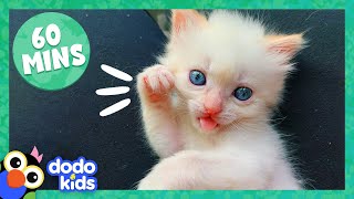 60 Minutes Of Weird and Perfect Animals | Dodo Kids | Animal Videos For Kids