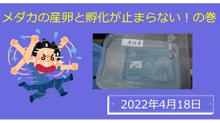 メダカの産卵と孵化が止まらない！の巻（2022年4月18日）