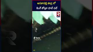 అనకాపల్లి జిల్లా లో కింగ్ కోబ్రా హల్ చల్ | King Cobra Hulchul In Anakapalli District  #trending