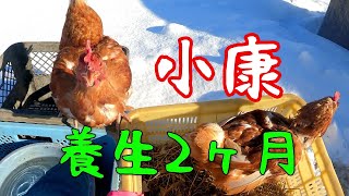 患者が増えすぎて把握できなくなったニワトリの世話主【383】