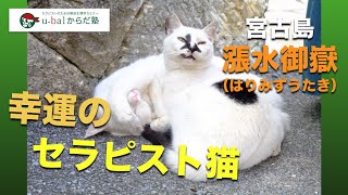 出会えると幸せになれる！？宮古島・漲水御嶽（はりみずうたき）のセラピスト猫！のはずが・・・