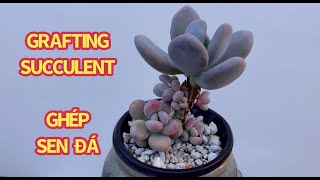 GRAFTING SUCCULENTS | GRAFTING MOONSTONE | GHÉP SEN ĐÁ | 다육식물 | 多肉植物 | Suculentas