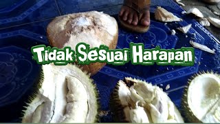 Berburu durian lokal Jepara || Belum musim durian