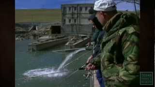 Trout Stocking: Easy-to-catch Sport Fish