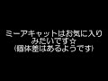 【ズーラシア公式】羊毛をあげてみました。ミーアキャット編