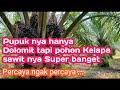 Hanya dengan pupuk Dolomit lahan kelapa sawit, bisa sesuper begini ......!!!!!