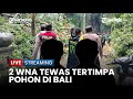 🔴 Tertimpa Pohon di Monkey Forest Ubud Dua Warga Negara Asing Tewas