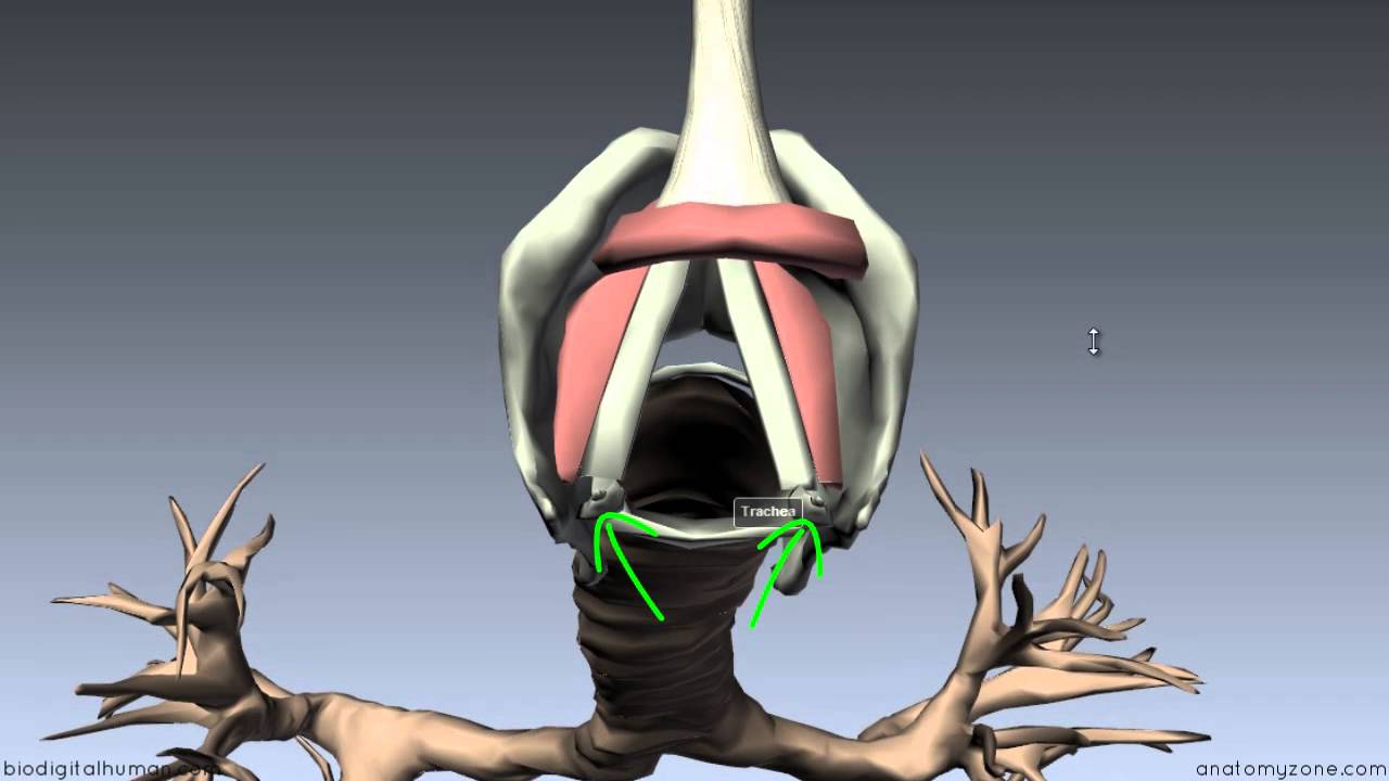 Larynx Anatomy 3d