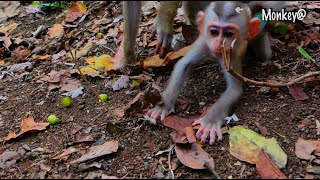 Pity boy..! Baby MARCO try so hard to want to take feed from the human.