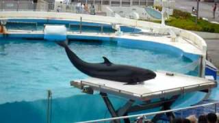 美ら海水族館のショー