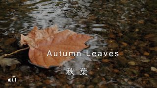 Autumn Leaves(with lyrics) #秋葉（中文歌詞解說）#mariakimquartet #秋分 #jazzmusic #paris #dtl