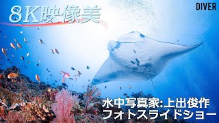 【8K映像美】水中写真家・上出俊作さんのスライドショー　produced by DIVER