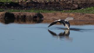 A Grey Heron in action… Video by Graeme Stewart