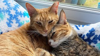 7 Signs Your Cats Love Each Other 💕