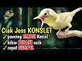 Ciak Joss Kecial Kuning KONSLET Ampuh Pancing EMOSI Kecial Bikin BIRAHI Naik dan CEPAT NEMPEL