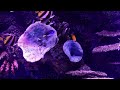 aquarium for tv 4k 60p hdr beautiful fish