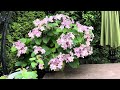 适合盆栽、矮品种绣球（蕾丝边绣球）tuff stuff an ha mountain hydrangea 及度夏小妙招