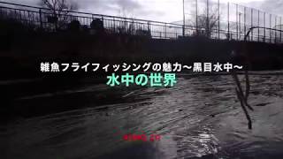 オイカワをフライフィッシング〜水中黒目川〜flyfishing Zacco platypus showing in the water