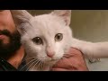 Beautiful Cat Playing with Kids Beautiful White Cat | K Entertainment | Khuram Entertainment secrets