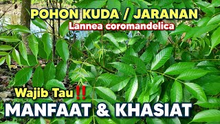 Benefits of Indian Ash Tree for health ‼️ Lannea coromandelica #horsetree #jaranan