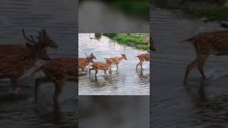 Axis deer 🦌 chital family crossing river