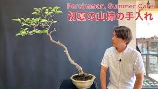 初夏の山柿の手入れ [盆栽・初心者]