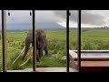 A tusker at Singita Kwitonda Lodge