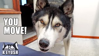 Husky Won’t Stop Arguing Until I Get off HIS Beanbag!