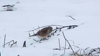 Коноплянка взимку/ Common Linnet in winter