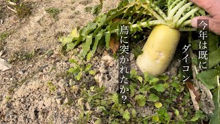 家庭菜園　ヒヨドリに突かれたか？ダイコンに穴　フンだらけにされる前にネットで防除