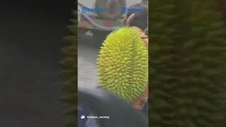 Pengendara Motor Bonceng Buah Durian Ukuran Raksasa