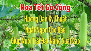 Hướng Dẫn Kỹ Thuật Trồng Bầu - Ngắt Ngọn Bầu Giúp Cây Nuôi Trái Đạt Năng Suất Cao