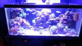 1000 Subscriber Aquarium Appreciation Contest Winner