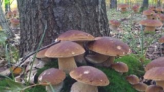 MUSHROOMS 2023 GIGANTIC ! SHOCK , MEGA HUGE ! BOLETUS EDULIS! Mushrooms picking!