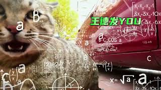 野生狸花猫VS猫王，花臂大佬狸花猫战斗力有多强，生S看淡