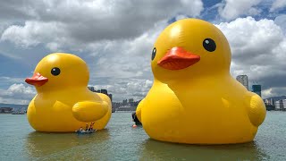 兩隻巨型橡皮黃鴨亮相維多利亞港｜照片集(two giant rubber yellow ducks debut at Victoria Harbour)09062023