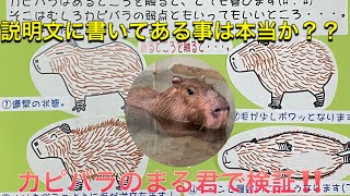 カピバラのまる君は本当にゴロンとひっくり返るのか？？検証してみました！！ Does capybara, Maru lie down if he is relax??