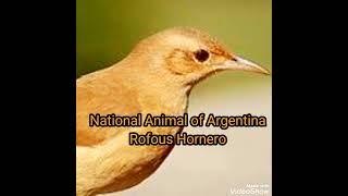 National Animal of Argentina, Rofous Hornero.#rofous_hornero