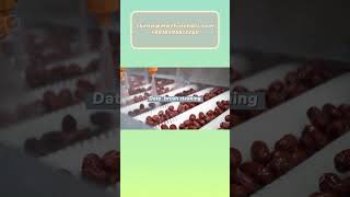 Dates Washing And Drying Processing Line