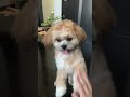 呼ぶとくるちくわくん チワズー 犬