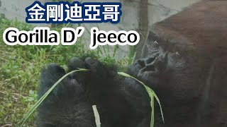 金剛迪亞哥-Gorilla D'jeeco