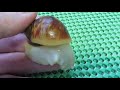 archachatina puylaerti albino body 1 МЕС = 3 5 4 СМ ПРОДАЮУЛИТОК ПИТОМНИК