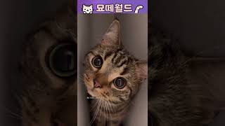 AI 아니고 실화인가요? 애니 주인공 같은 고양이 😻✨