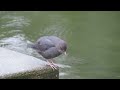 セントラルパークの american dipper メキシコカワガラス－鳴き声