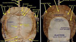 turtle anatomy